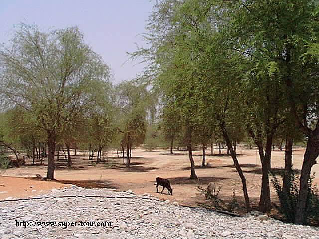 Photo of Ras Al Khaimah