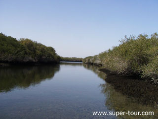Photo: Mangrove forests at Khor Kalba